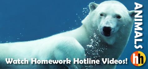 What is homework hotlines number