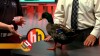 Embedded thumbnail for Mallard Duck