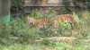 Embedded thumbnail for Siberian Tiger 