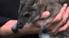 Embedded thumbnail for Parma Wallaby