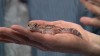 Embedded thumbnail for African Fat Tailed Gecko