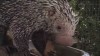 Embedded thumbnail for Porcupine