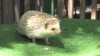 Embedded thumbnail for Hedgehog