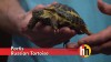 Embedded thumbnail for Russian Tortoise