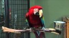 Embedded thumbnail for Macaw