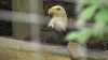 Embedded thumbnail for Bald Eagle