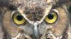 Embedded thumbnail for Great Horned Owl