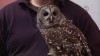 Embedded thumbnail for Barred Owl