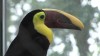 Embedded thumbnail for Toucan 