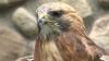 Embedded thumbnail for Red Tail Hawk
