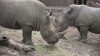 Embedded thumbnail for White Rhino
