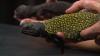 Embedded thumbnail for Spiny Tailed Lizard