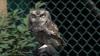 Embedded thumbnail for Eastern Screech Owl