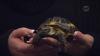 Embedded thumbnail for Russian Tortoise