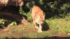 Embedded thumbnail for Cougar