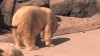 Embedded thumbnail for Polar Bear 