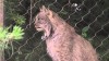 Embedded thumbnail for Canadian Lynx 