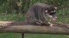 Embedded thumbnail for Four-eyed Opossum