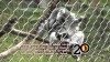 Embedded thumbnail for Ring Tailed Lemur