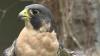 Embedded thumbnail for Peregrine Falcon