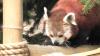 Embedded thumbnail for Red Panda